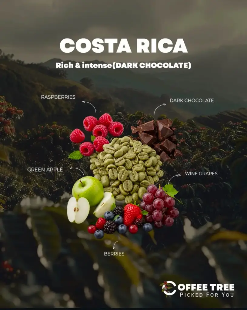 69KG)COSTARICA - LA PITINA CATURRA) NATURAL