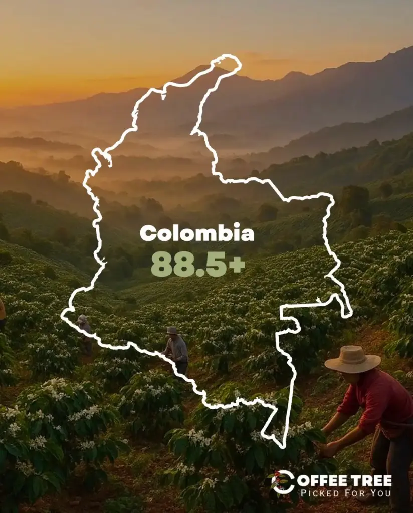 (Colombia -Supremo (70kg