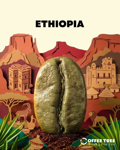 [101] Ethiopia-Hambela g2 (60KG)