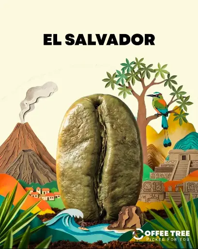 [400] Salvador - Finca Nazareth Bourbon Natural ((69kg